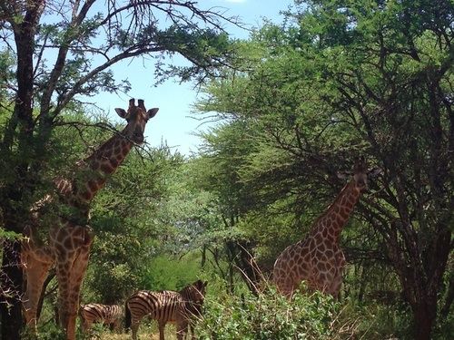 בית מלון כפרי Buyskop Lodge