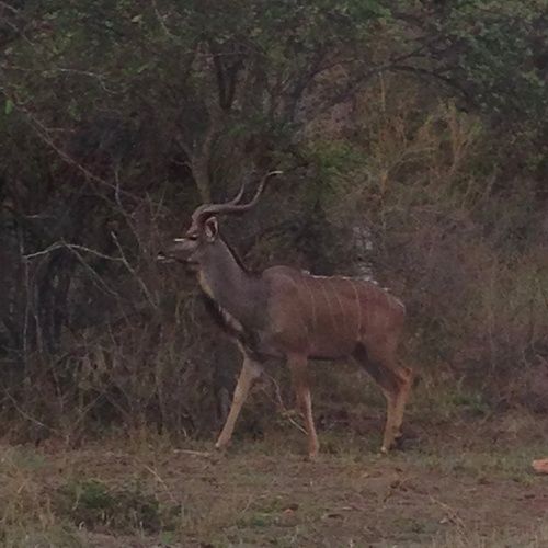 בית מלון כפרי Buyskop Lodge