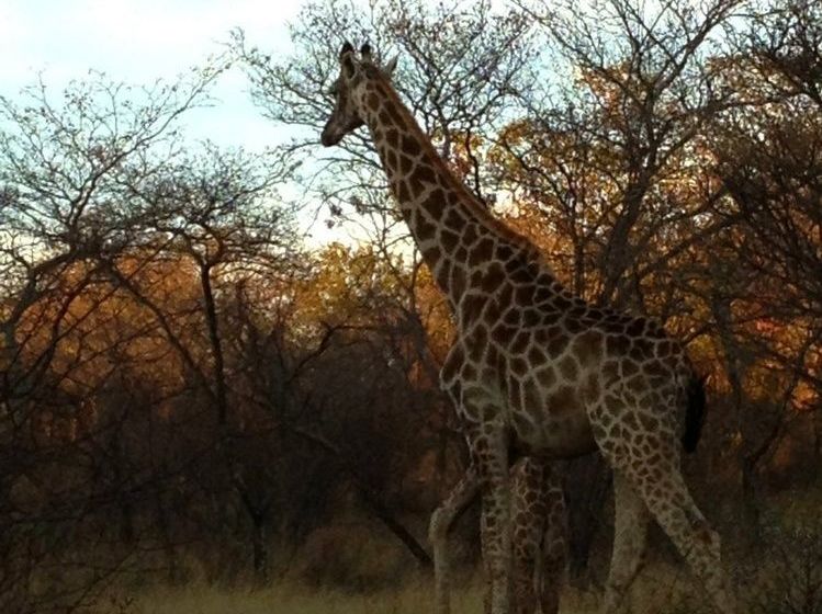 בית מלון כפרי Buyskop Lodge