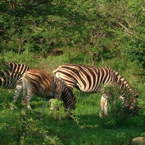 فندق Buyskop Lodge