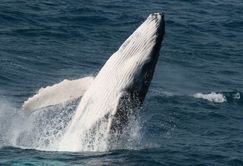 هتل Grange Resort Hervey Bay