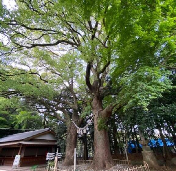 בית מלון כפרי Hatago Hashimoto