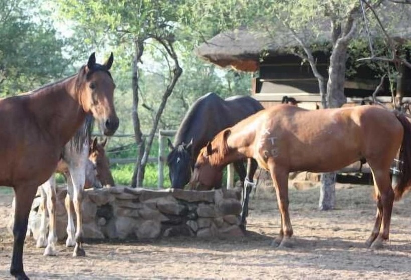 酒店 Off Beat Safaris Bush Lodge