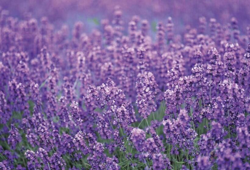 בית מלון כפרי Sunfuraton