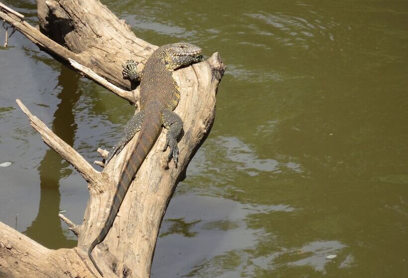 Отель Thanda Manzi Country