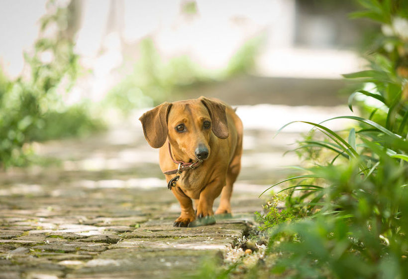 ペンション La Vieille Ferme