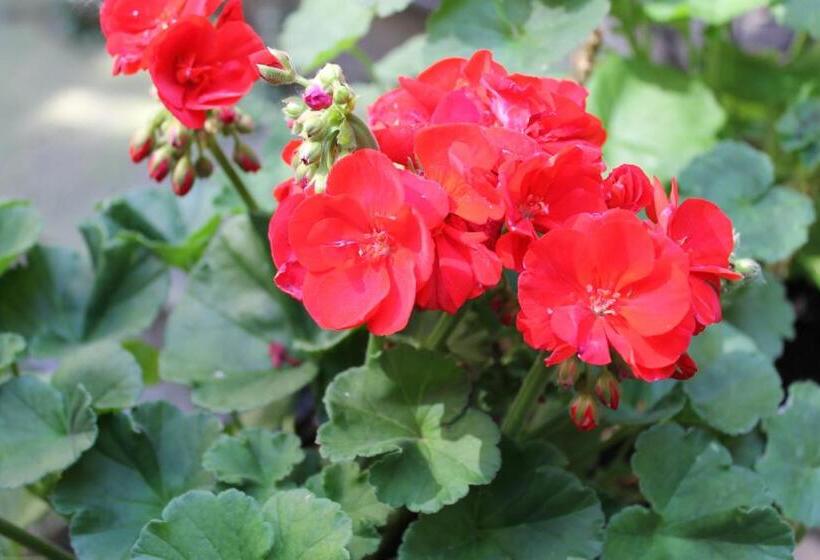 پانسیون Omega Guesthouse Budapest