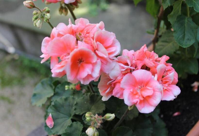 پانسیون Omega Guesthouse Budapest