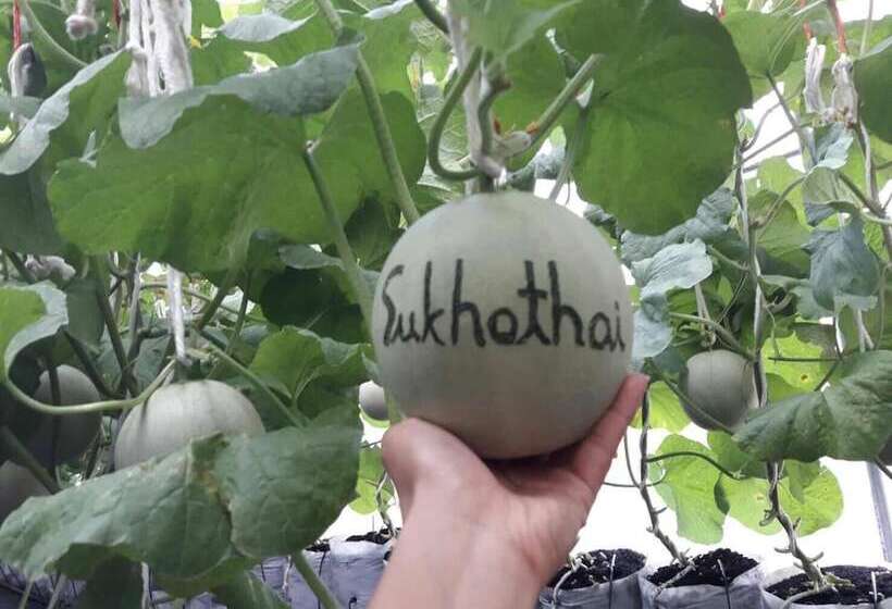 بنسيون Sukhothai City Resort