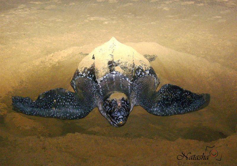 ペンション The Sandpiper