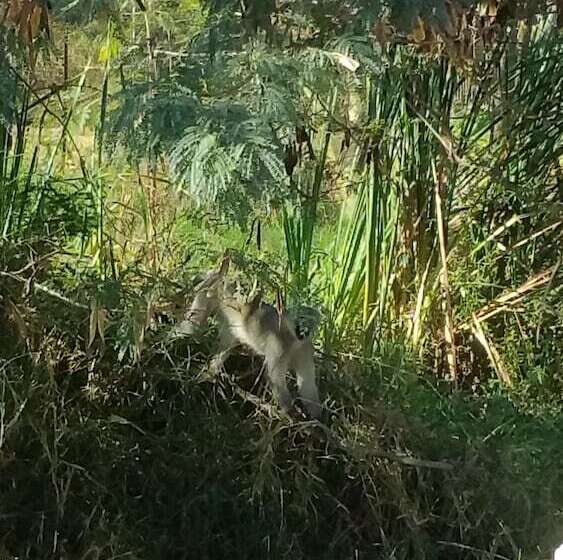 Raptors Wildlife Escapes
