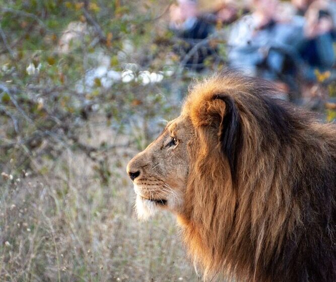 Отель Karongwe Portfolio Karongwe River Lodge