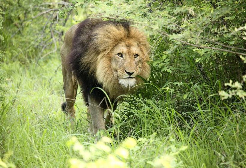 Отель Karongwe Portfolio Karongwe River Lodge