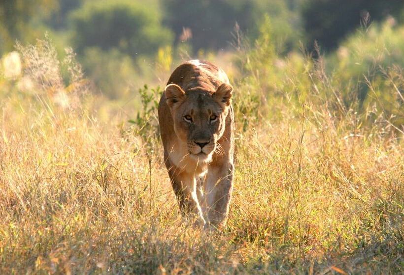 Отель Karongwe Portfolio Karongwe River Lodge