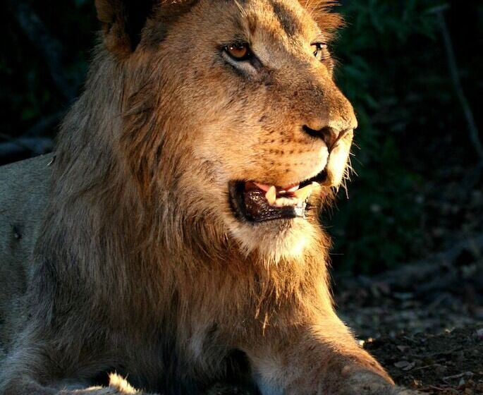 Отель Karongwe Portfolio Karongwe River Lodge