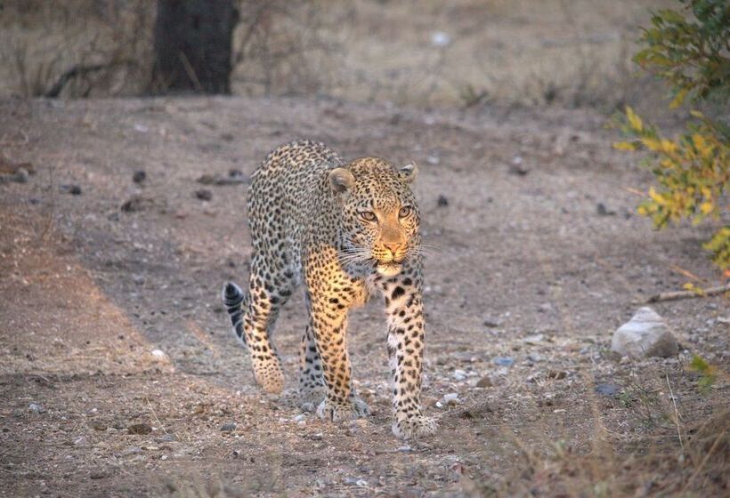 Отель Karongwe Portfolio Karongwe River Lodge