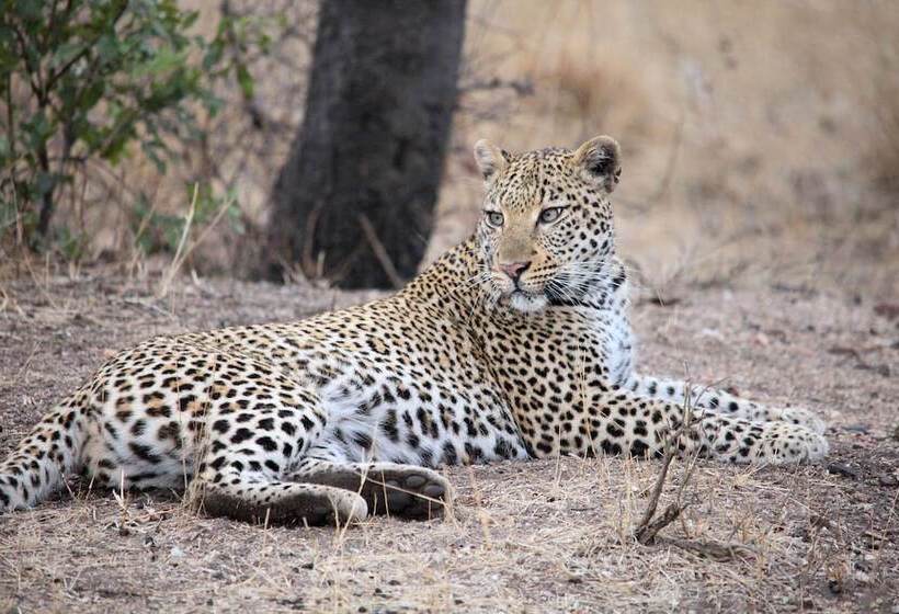 Отель Karongwe Portfolio Karongwe River Lodge