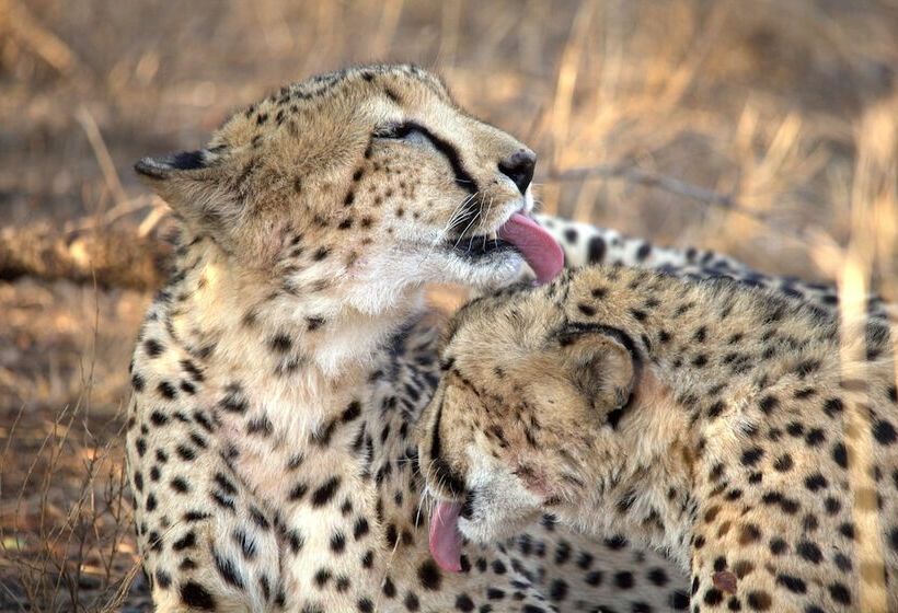 Отель Karongwe Portfolio Karongwe River Lodge