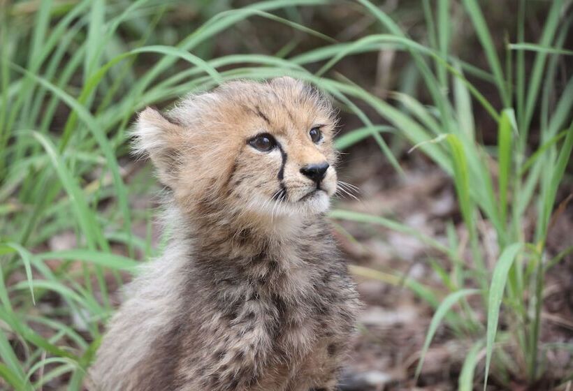 Отель Karongwe Portfolio Karongwe River Lodge