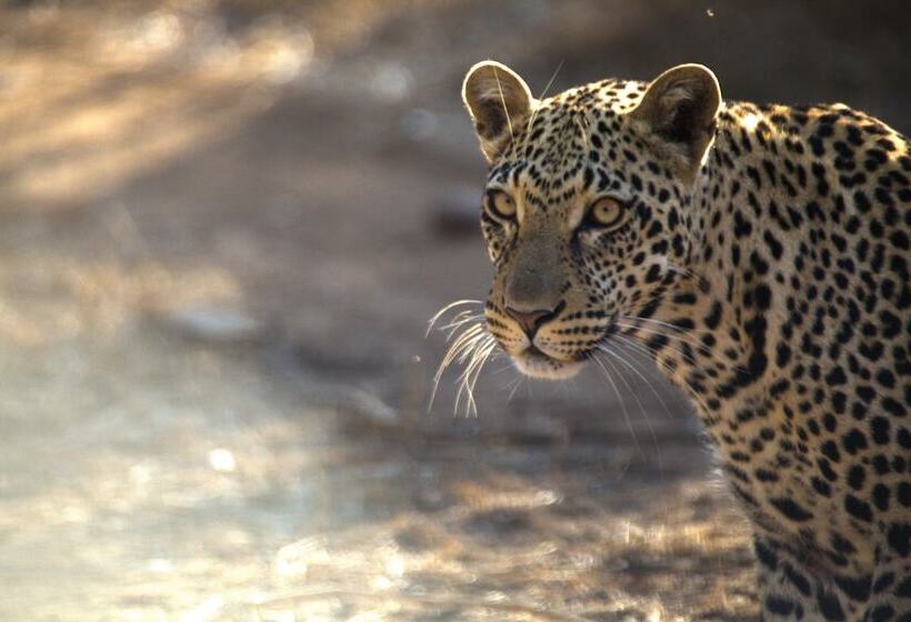 Отель Karongwe Portfolio Karongwe River Lodge