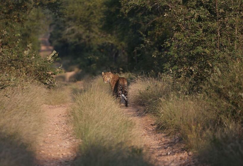Отель Karongwe Portfolio Karongwe River Lodge