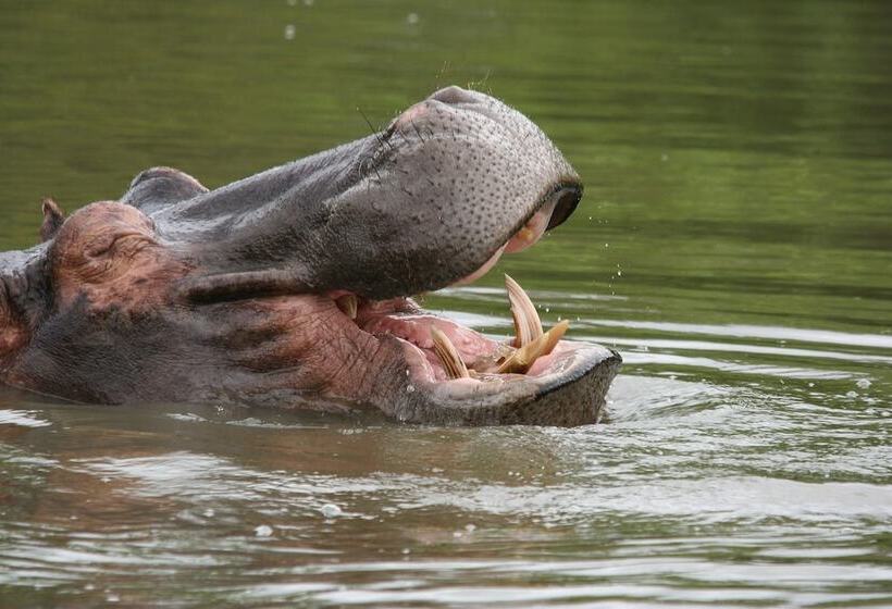 Отель Karongwe Portfolio Karongwe River Lodge