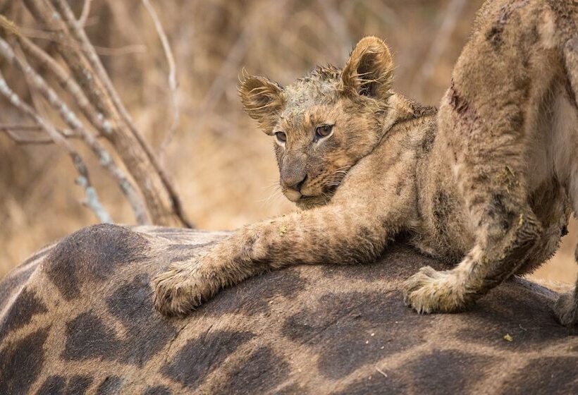 Отель Karongwe Portfolio Karongwe River Lodge