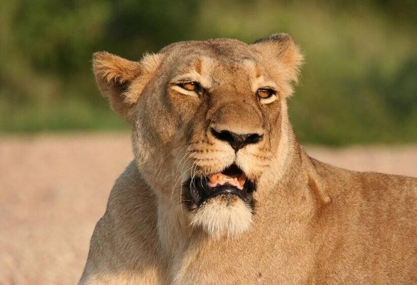 Отель Karongwe Portfolio Karongwe River Lodge