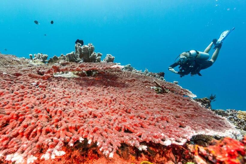 هتل Oceans 5 Dive Resort