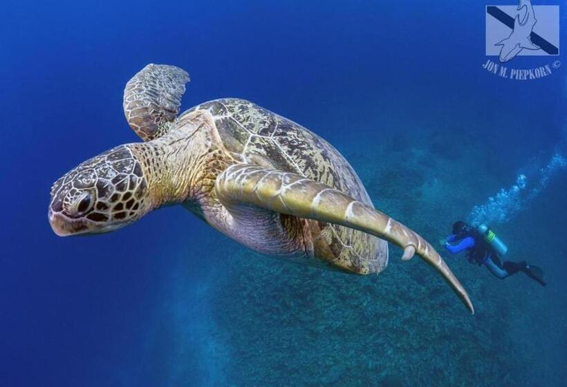 호텔 Oceans 5 Dive Resort