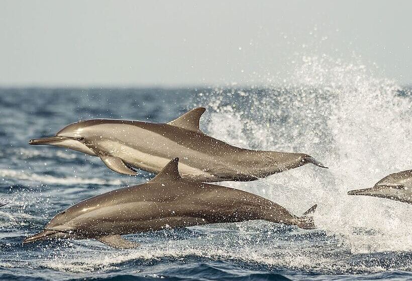 ペンション Dolphin Beach Resort