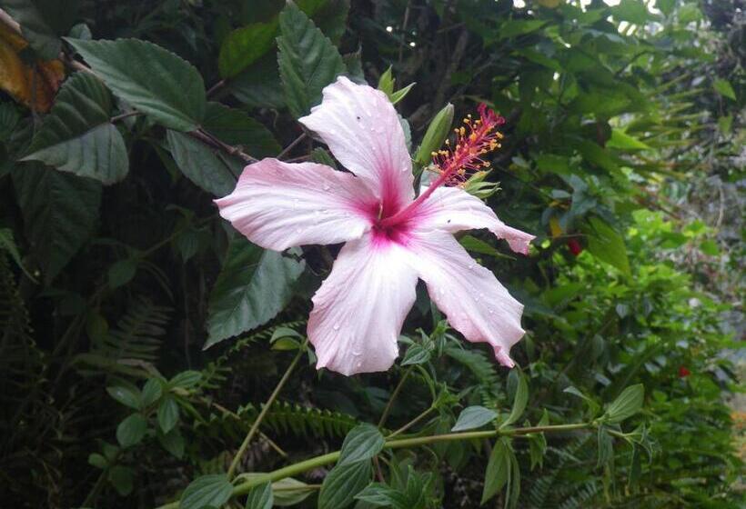 فندق فئة نجمة واحدة La Casa Amarilla