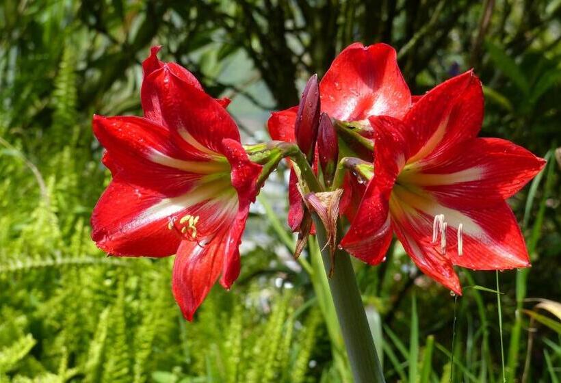 فندق فئة نجمة واحدة La Casa Amarilla