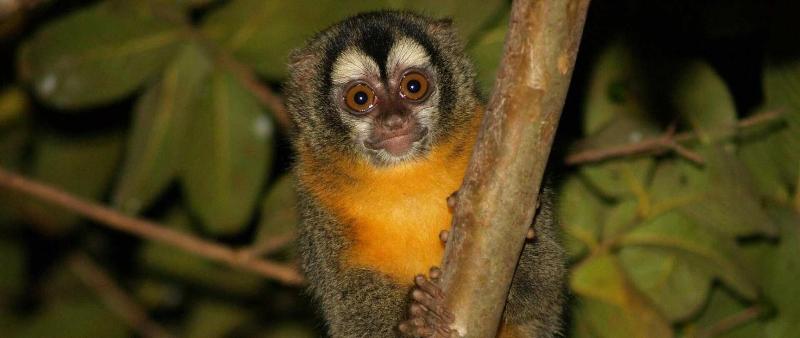 酒店 A Pousada Do Rio Mutum