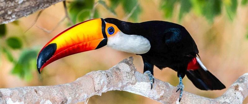 فندق A Pousada Do Rio Mutum