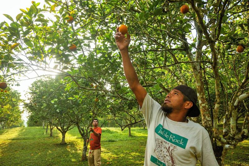 酒店 Table Rock Jungle Lodge