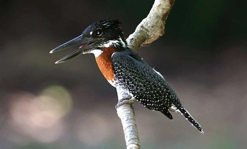 هتل Tanji Bird Reserve Eco Lodge   Adults Only