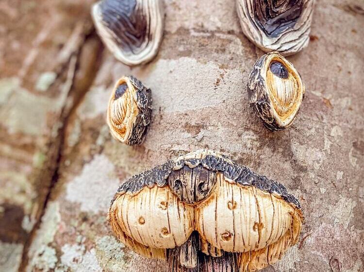 ペンション Casa 1800 Suchitoto