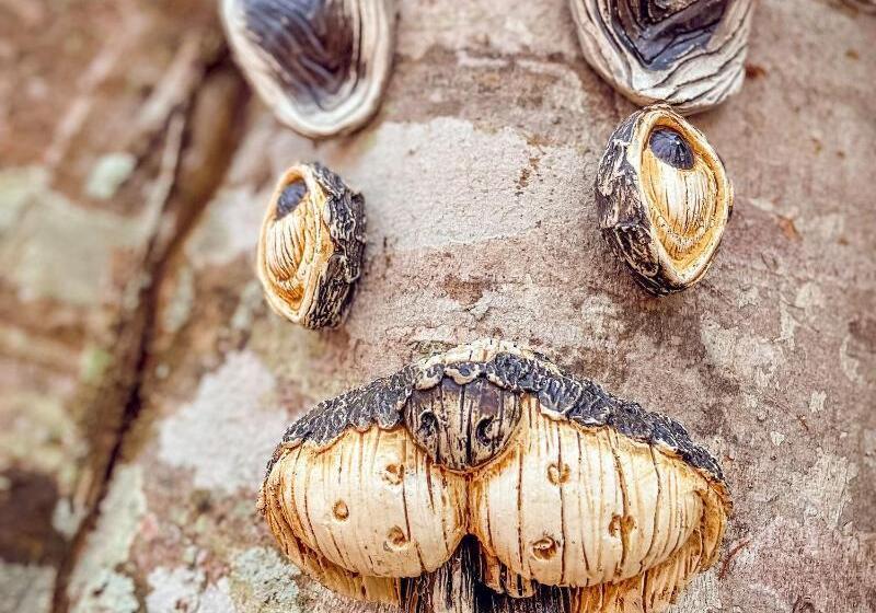 ペンション Casa 1800 Suchitoto