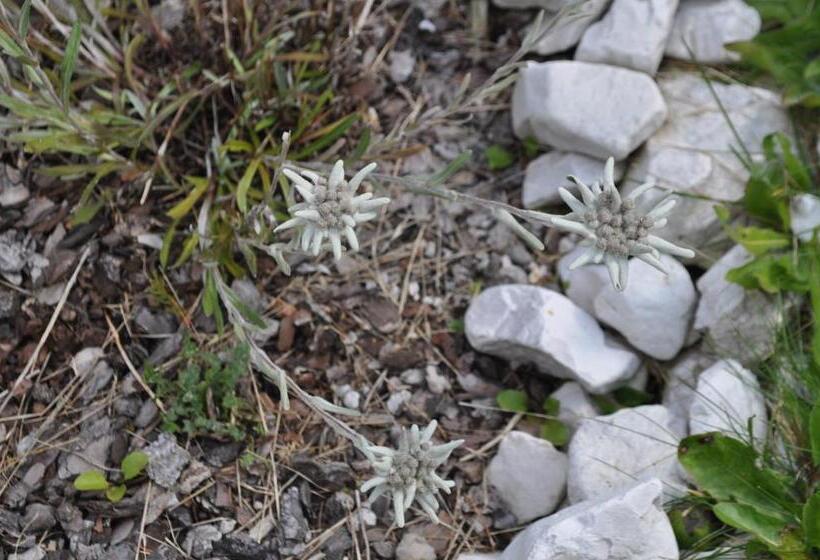 Villaggio Turistico Ploner