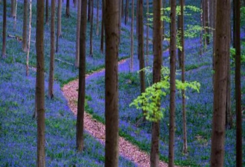 בית מלון כפרי Gravenhof