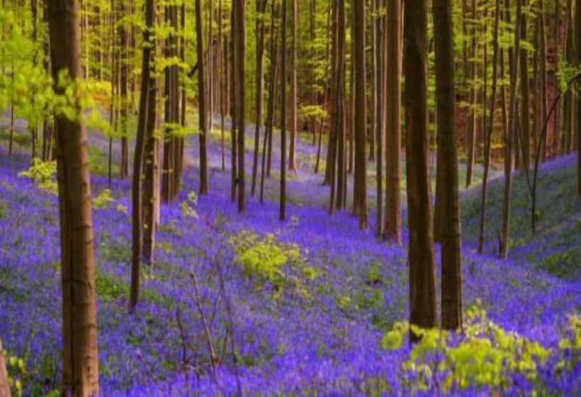 בית מלון כפרי Gravenhof