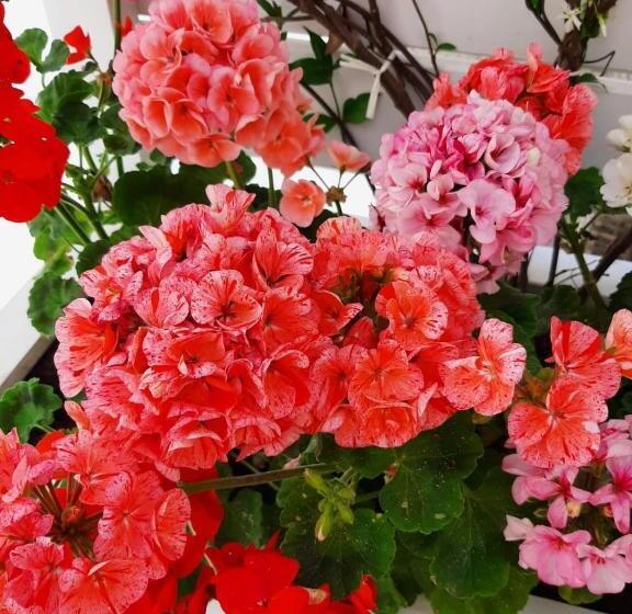 פנסיון Casa Borgo Sant Angelo