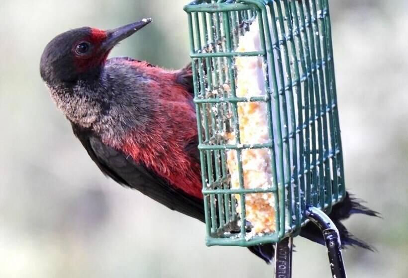 Country Sunshine Bed And Breakfast