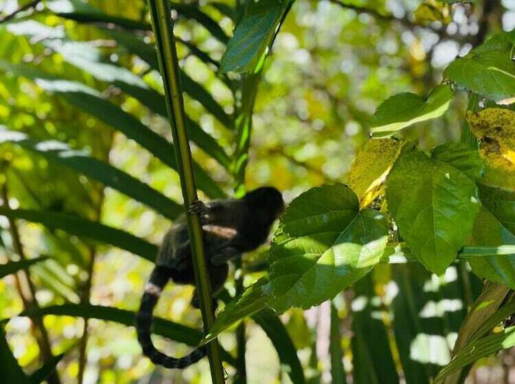 호텔 Le Jardim Pousada