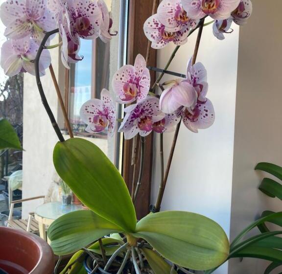 بنسيون , La Maison Concordia