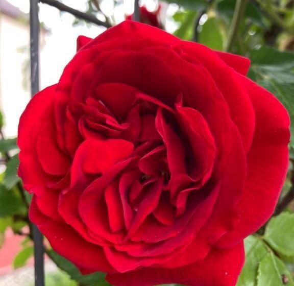 بنسيون , La Maison Concordia