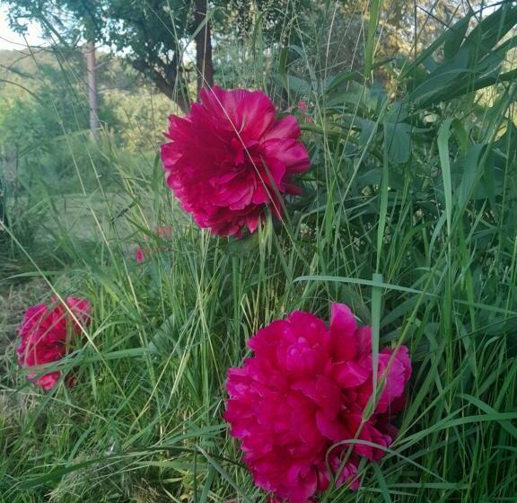 פנסיון Chaloupka Pod Jabloněmi