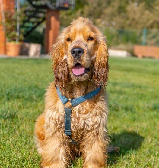 Отель Agriturismo Irto Colle