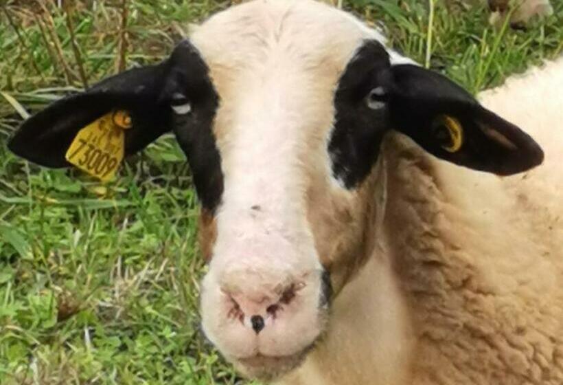 펜션 Sol De La Dime